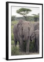 Tanzania, Africa. Mother African Elephant an young.-Karen Ann Sullivan-Framed Photographic Print