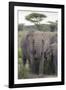 Tanzania, Africa. Mother African Elephant an young.-Karen Ann Sullivan-Framed Photographic Print