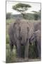 Tanzania, Africa. Mother African Elephant an young.-Karen Ann Sullivan-Mounted Photographic Print