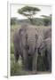 Tanzania, Africa. Mother African Elephant an young.-Karen Ann Sullivan-Framed Photographic Print