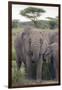 Tanzania, Africa. Mother African Elephant an young.-Karen Ann Sullivan-Framed Photographic Print