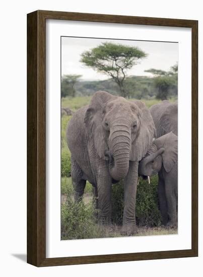 Tanzania, Africa. Mother African Elephant an young.-Karen Ann Sullivan-Framed Photographic Print