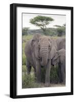 Tanzania, Africa. Mother African Elephant an young.-Karen Ann Sullivan-Framed Photographic Print