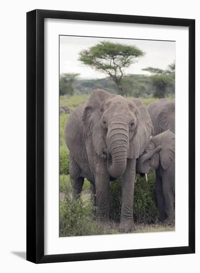 Tanzania, Africa. Mother African Elephant an young.-Karen Ann Sullivan-Framed Photographic Print