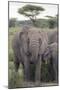 Tanzania, Africa. Mother African Elephant an young.-Karen Ann Sullivan-Mounted Photographic Print