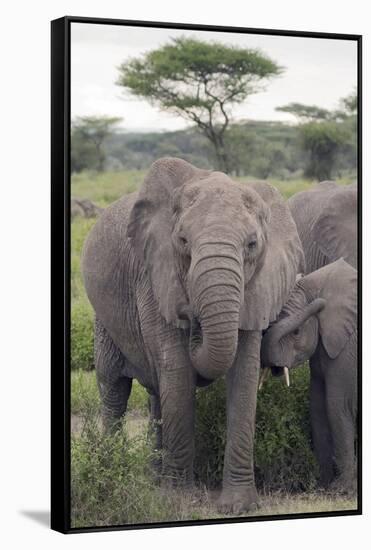 Tanzania, Africa. Mother African Elephant an young.-Karen Ann Sullivan-Framed Stretched Canvas