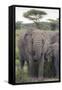 Tanzania, Africa. Mother African Elephant an young.-Karen Ann Sullivan-Framed Stretched Canvas