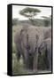 Tanzania, Africa. Mother African Elephant an young.-Karen Ann Sullivan-Framed Stretched Canvas