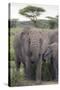 Tanzania, Africa. Mother African Elephant an young.-Karen Ann Sullivan-Stretched Canvas