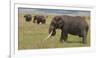 Tanzania, Africa. Three African Elephants grazing.-Karen Ann Sullivan-Framed Photographic Print