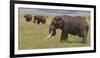 Tanzania, Africa. Three African Elephants grazing.-Karen Ann Sullivan-Framed Photographic Print