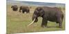 Tanzania, Africa. Three African Elephants grazing.-Karen Ann Sullivan-Mounted Photographic Print