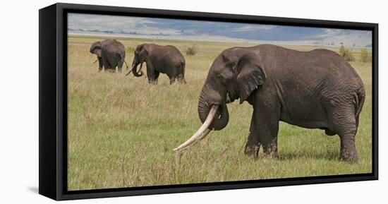 Tanzania, Africa. Three African Elephants grazing.-Karen Ann Sullivan-Framed Stretched Canvas