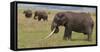 Tanzania, Africa. Three African Elephants grazing.-Karen Ann Sullivan-Framed Stretched Canvas