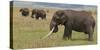 Tanzania, Africa. Three African Elephants grazing.-Karen Ann Sullivan-Stretched Canvas