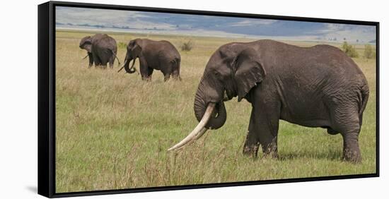 Tanzania, Africa. Three African Elephants grazing.-Karen Ann Sullivan-Framed Stretched Canvas