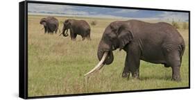 Tanzania, Africa. Three African Elephants grazing.-Karen Ann Sullivan-Framed Stretched Canvas