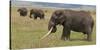 Tanzania, Africa. Three African Elephants grazing.-Karen Ann Sullivan-Stretched Canvas