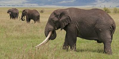 https://imgc.allpostersimages.com/img/posters/tanzania-africa-three-african-elephants-grazing_u-L-Q1DEV9H0.jpg?artPerspective=n