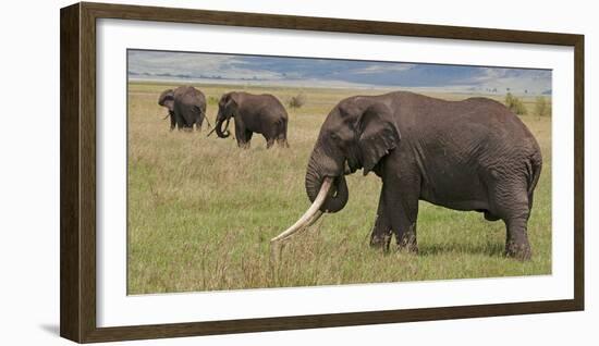 Tanzania, Africa. Three African Elephants grazing.-Karen Ann Sullivan-Framed Photographic Print