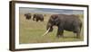 Tanzania, Africa. Three African Elephants grazing.-Karen Ann Sullivan-Framed Photographic Print