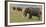 Tanzania, Africa. Three African Elephants grazing.-Karen Ann Sullivan-Framed Photographic Print