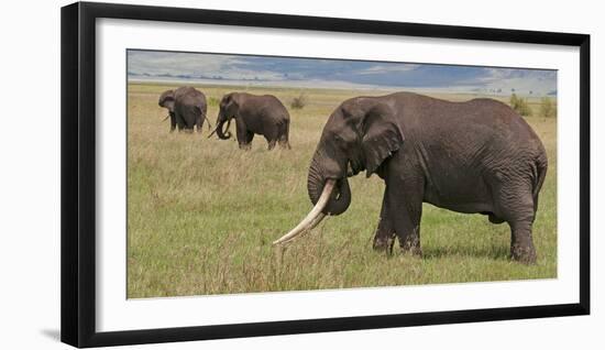 Tanzania, Africa. Three African Elephants grazing.-Karen Ann Sullivan-Framed Photographic Print