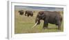 Tanzania, Africa. Three African Elephants grazing.-Karen Ann Sullivan-Framed Photographic Print