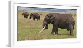 Tanzania, Africa. Three African Elephants grazing.-Karen Ann Sullivan-Framed Photographic Print