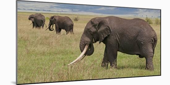 Tanzania, Africa. Three African Elephants grazing.-Karen Ann Sullivan-Mounted Photographic Print