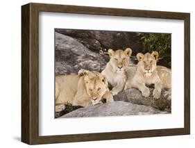 Tanzania, Africa. Three Lions sit in the shade of a rock outcropping.-Karen Ann Sullivan-Framed Photographic Print