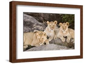 Tanzania, Africa. Three Lions sit in the shade of a rock outcropping.-Karen Ann Sullivan-Framed Photographic Print