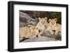 Tanzania, Africa. Three Lions sit in the shade of a rock outcropping.-Karen Ann Sullivan-Framed Photographic Print