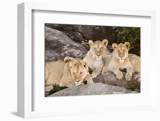 Tanzania, Africa. Three Lions sit in the shade of a rock outcropping.-Karen Ann Sullivan-Framed Photographic Print