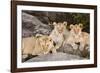 Tanzania, Africa. Three Lions sit in the shade of a rock outcropping.-Karen Ann Sullivan-Framed Photographic Print