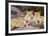 Tanzania, Africa. Three Lions sit in the shade of a rock outcropping.-Karen Ann Sullivan-Framed Photographic Print