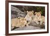 Tanzania, Africa. Three Lions sit in the shade of a rock outcropping.-Karen Ann Sullivan-Framed Photographic Print