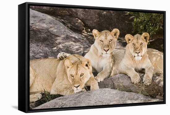 Tanzania, Africa. Three Lions sit in the shade of a rock outcropping.-Karen Ann Sullivan-Framed Stretched Canvas