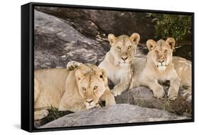 Tanzania, Africa. Three Lions sit in the shade of a rock outcropping.-Karen Ann Sullivan-Framed Stretched Canvas