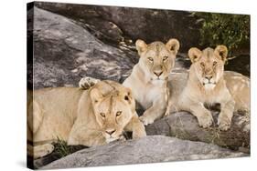 Tanzania, Africa. Three Lions sit in the shade of a rock outcropping.-Karen Ann Sullivan-Stretched Canvas