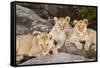 Tanzania, Africa. Three Lions sit in the shade of a rock outcropping.-Karen Ann Sullivan-Framed Stretched Canvas