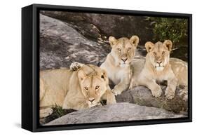 Tanzania, Africa. Three Lions sit in the shade of a rock outcropping.-Karen Ann Sullivan-Framed Stretched Canvas