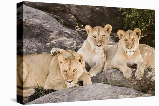 Tanzania, Africa. Three Lions sit in the shade of a rock outcropping.-Karen Ann Sullivan-Stretched Canvas