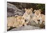 Tanzania, Africa. Three Lions sit in the shade of a rock outcropping.-Karen Ann Sullivan-Framed Photographic Print