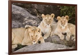 Tanzania, Africa. Three Lions sit in the shade of a rock outcropping.-Karen Ann Sullivan-Framed Photographic Print