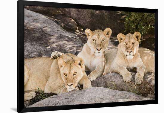 Tanzania, Africa. Three Lions sit in the shade of a rock outcropping.-Karen Ann Sullivan-Framed Photographic Print