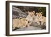 Tanzania, Africa. Three Lions sit in the shade of a rock outcropping.-Karen Ann Sullivan-Framed Photographic Print