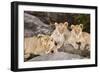 Tanzania, Africa. Three Lions sit in the shade of a rock outcropping.-Karen Ann Sullivan-Framed Photographic Print