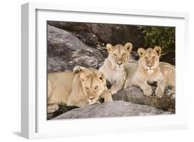 Tanzania, Africa. Three Lions sit in the shade of a rock outcropping.-Karen Ann Sullivan-Framed Photographic Print