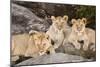 Tanzania, Africa. Three Lions sit in the shade of a rock outcropping.-Karen Ann Sullivan-Mounted Photographic Print